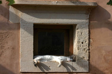 cats holiday villas in crete